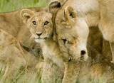 Lion Photo Gallery