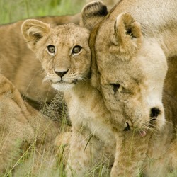 Lion picture photo love cub mother