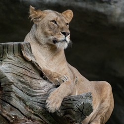 Lion picture photo lying female