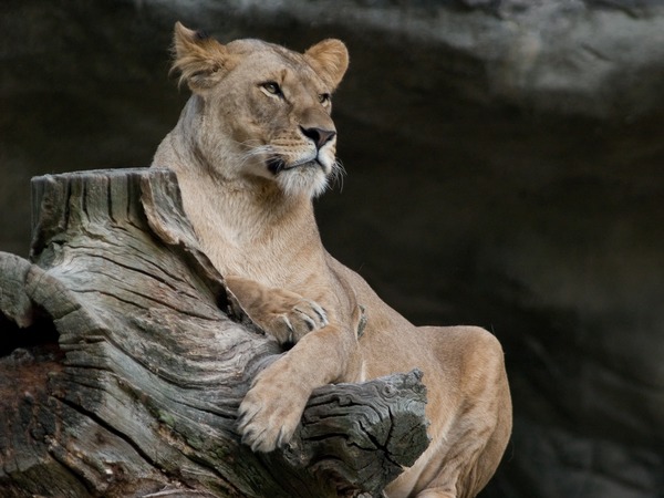 Lion picture photo lying female