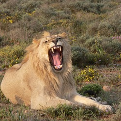 Lion picture photo mad male wild cat