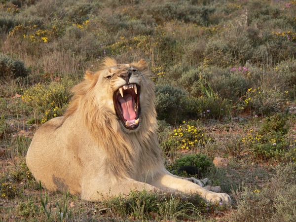 Lion picture photo mad male wild cat