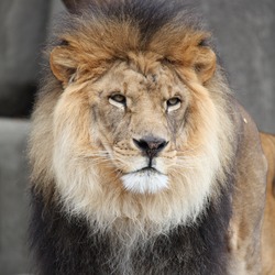 Lion picture photo male zoo