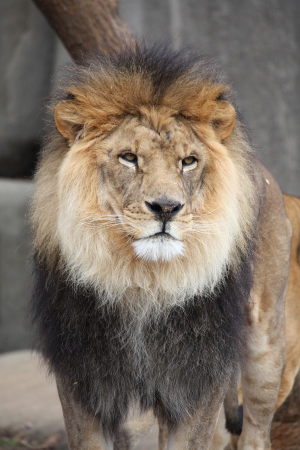 Lion picture photo male zoo