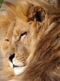 Lion picture photo portrait face