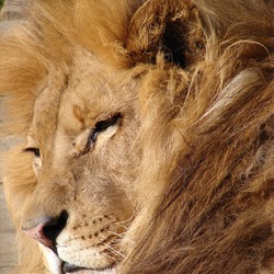 Lion picture photo portrait face