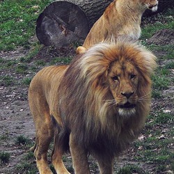 Lion picture photo zoo male