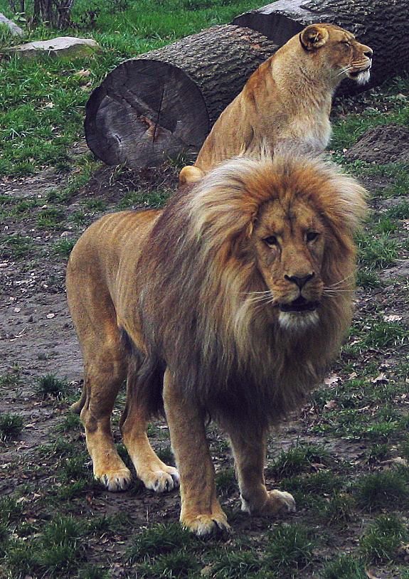 Lion picture photo zoo male