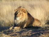 Lion Photo Gallery