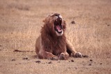 Lion Photo Gallery