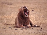 Male mane Lion picture photo Yawning