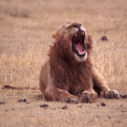 Male mane Lion picture photo Yawning