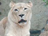 White Lioness picture photo African krugeri Female