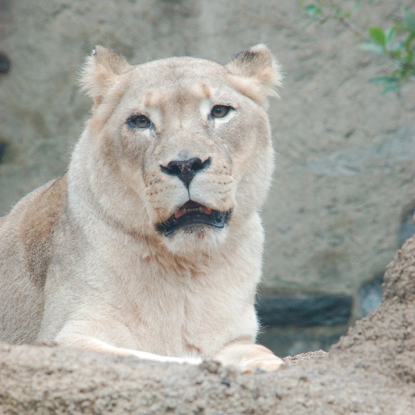 White Lioness picture photo African krugeri Female