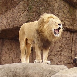 male Lion mane picture photo Lpzlion