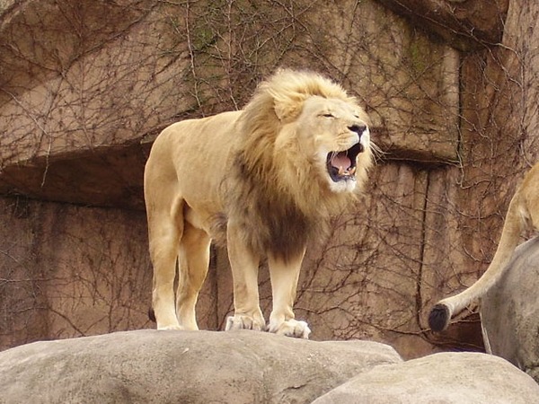 male Lion mane picture photo Lpzlion