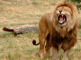 male Lion roar picture photo