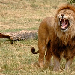 male Lion roar picture photo