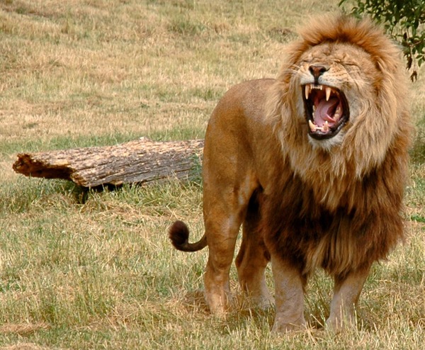 male Lion roar picture photo