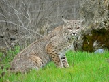 Bobcat Lynx Cat pictures American