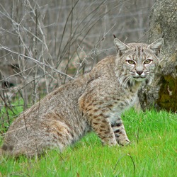 Bobcat Lynx Cat pictures American