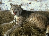 Bobcat Lynx Cat pictures