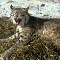 Bobcat Lynx Cat pictures