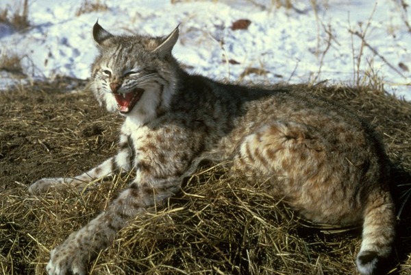 Bobcat Lynx Cat pictures