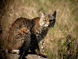 Bobcat stare Lynx Cat pictures