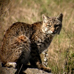 Bobcat stare Lynx Cat pictures