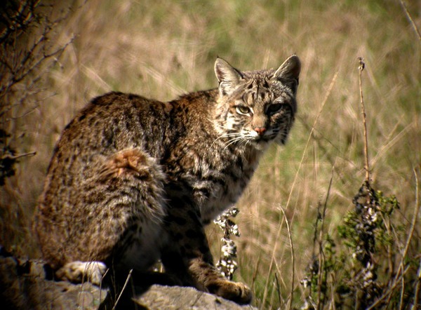 Bobcat stare Lynx Cat pictures