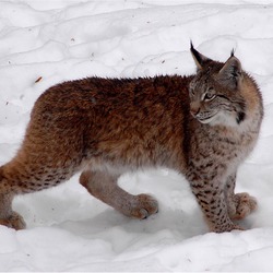 Canadian Lynx Cat pictures Katamotza