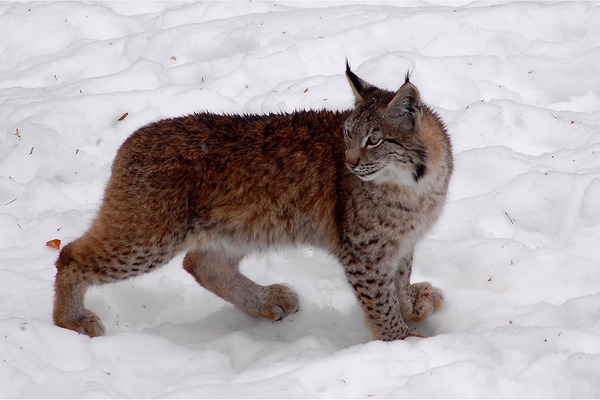 Canadian Lynx Cat pictures Katamotza