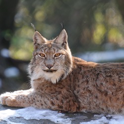 Canadian Lynx Cat pictures Linx