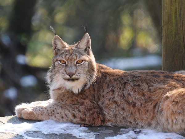 Canadian Lynx Cat pictures Linx