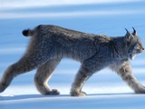 Canadian Lynx Cat pictures Lynx Canadensis