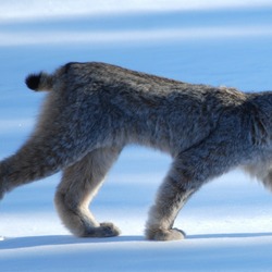 Canadian Lynx Cat pictures Lynx Canadensis