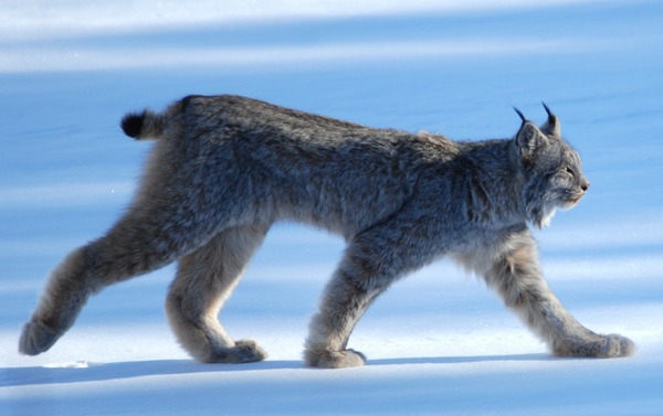 Canadian Lynx Cat pictures Lynx Canadensis