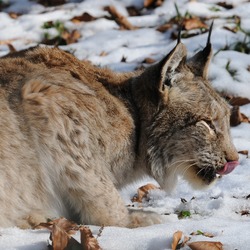 Canadian Lynx Cat pictures