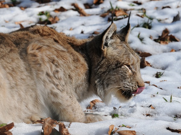 Canadian Lynx Cat pictures