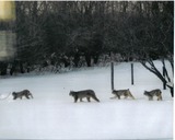 Lynx Photo Gallery