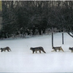 Canadian Lynx Family Cat pictures