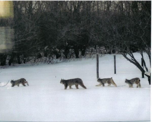 Canadian Lynx Family Cat pictures