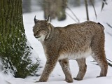 Canadian Lynx Snow