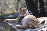 Lynx Photo Gallery