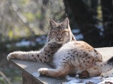 Canadian Lynx lying down  Cat pictures