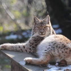 Canadian Lynx lying down  Cat pictures