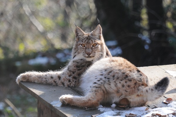 Canadian Lynx lying down  Cat pictures