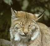 Lynx Photo Gallery