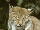 Canadian Lynx portrait Cat pictures (2)